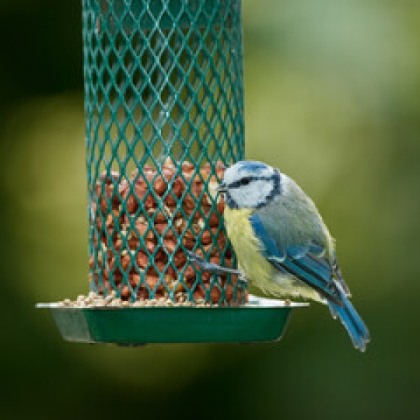 Bird Food